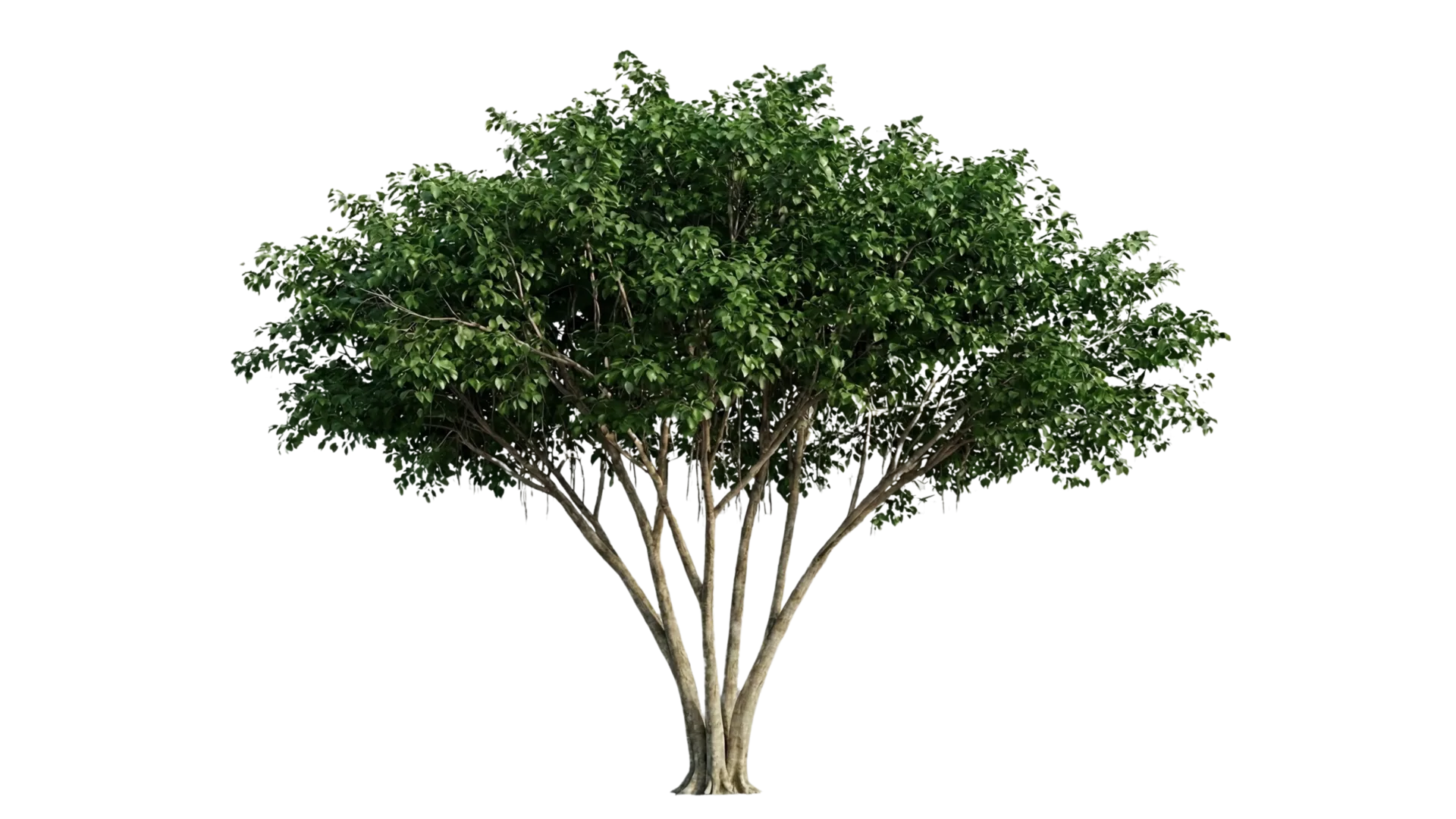 Tropischer Baum im Eden01 Straubing - Urban Jungle